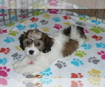 Small Photo #1 Cavachon Puppy For Sale in ORO VALLEY, AZ, USA