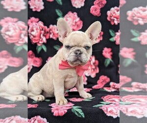 French Bulldog Puppy for sale in QUARRYVILLE, PA, USA