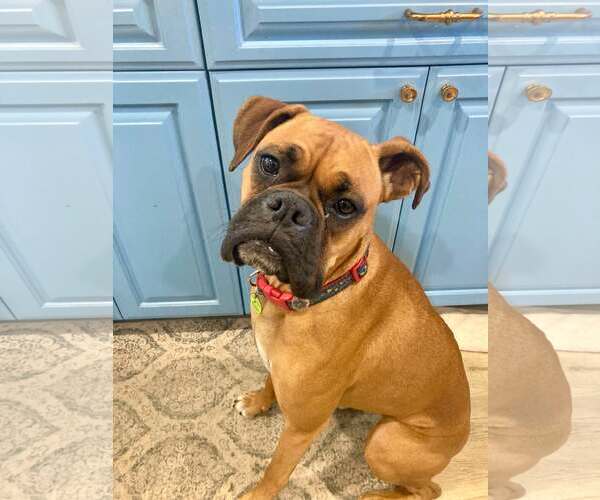 Medium Photo #1 Boxer Puppy For Sale in Costa Mesa , CA, USA