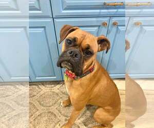 Boxer Dogs for adoption in Costa Mesa , CA, USA