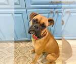 Small Boxer