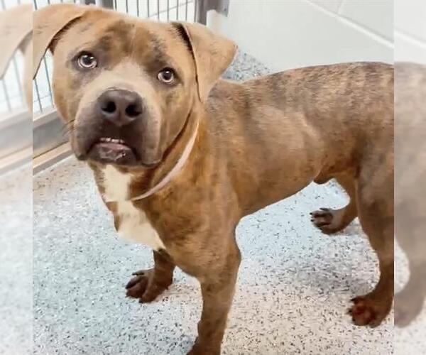 Medium Photo #3 Staffordshire Bull Terrier-Unknown Mix Puppy For Sale in Houston, TX, USA