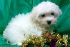 Small Maltese-Poodle (Toy) Mix