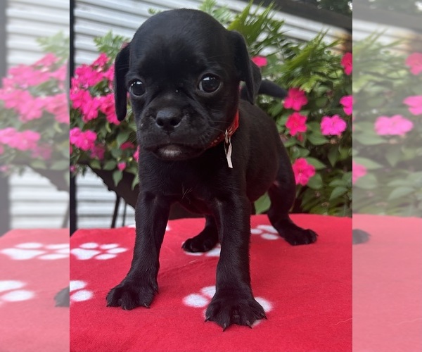 Medium Photo #15 Puggle Puppy For Sale in ELKTON, VA, USA