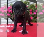 Small #14 Puggle