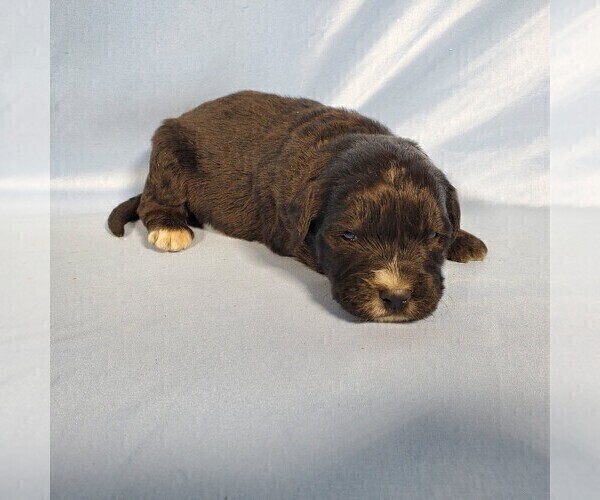 Medium Photo #7 Golden Mountain Dog Puppy For Sale in BLACK FOREST, CO, USA