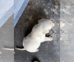Small #23 Labrador Retriever