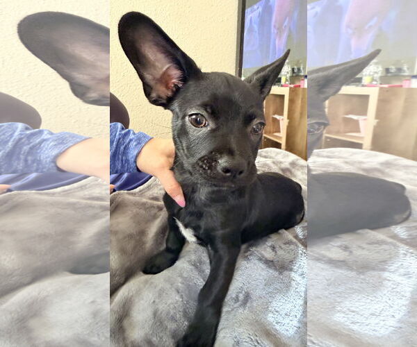 Medium Photo #1 Chihuahua-Unknown Mix Puppy For Sale in The Woodlands, TX, USA