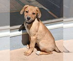Small #1 Mutt