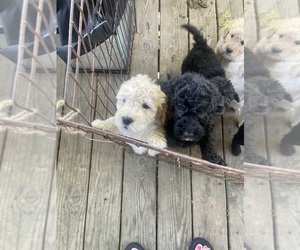 Double Doodle Puppy for sale in SYLVANIA, AL, USA