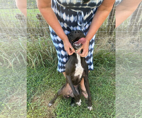 Medium Photo #7 American Pit Bull Terrier-Labrador Retriever Mix Puppy For Sale in Woodbury, NY, USA