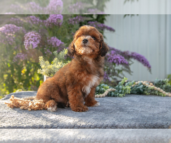 Medium Photo #1 Poovanese Puppy For Sale in CAPAC, MI, USA