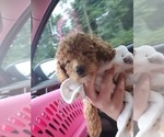 Small Photo #4 Cavapoo Puppy For Sale in BEAVER FALLS, PA, USA