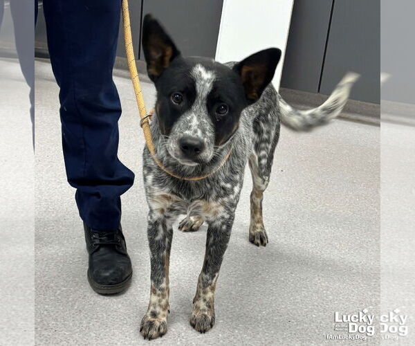 Medium Photo #1 Mutt Puppy For Sale in Washington, DC, USA