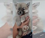 Small Photo #42 Pomsky Puppy For Sale in LOVELAND, CO, USA