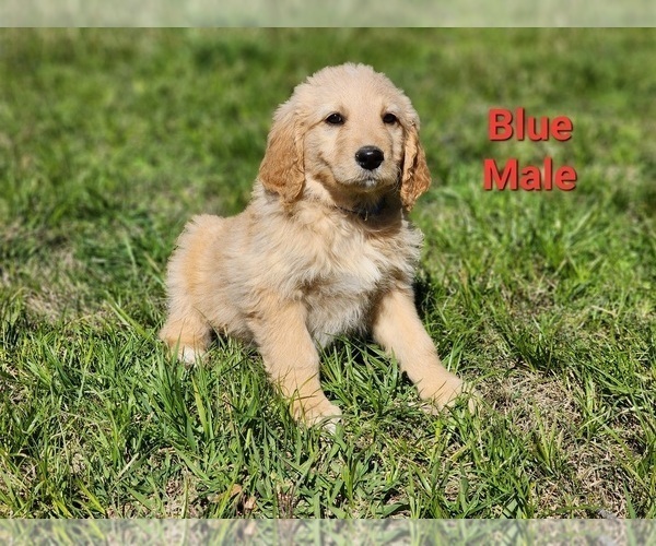 Medium Photo #8 Goldendoodle Puppy For Sale in CLARKSVILLE, TX, USA