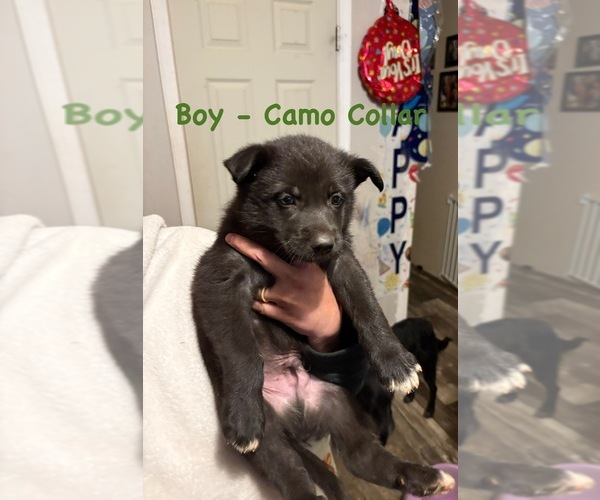 Medium Photo #1 German Shepherd Dog Puppy For Sale in ROYSTON, GA, USA