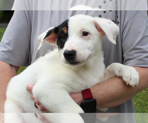 Mutt Dogs for adoption in Prattville, AL, USA