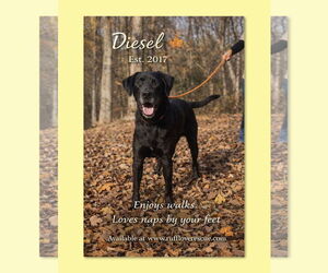 Great Dane-Unknown Mix Dogs for adoption in Thomasville, NC, USA