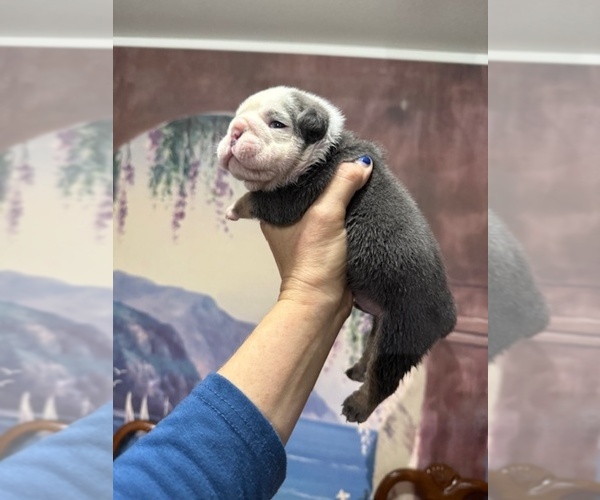 Medium Photo #8 English Bulldog Puppy For Sale in OOLOGAH, OK, USA