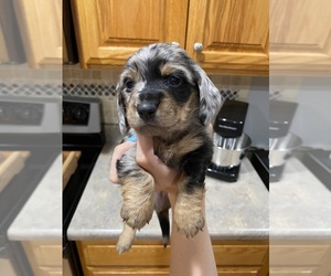 Dachshund Puppy for sale in BELTON, SC, USA