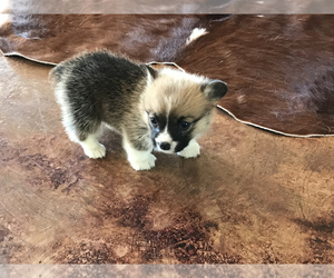 Pembroke Welsh Corgi Puppy for sale in BROOKER, FL, USA