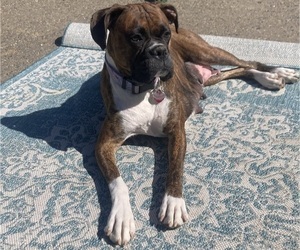 Mother of the Boxer puppies born on 01/09/2025