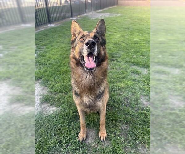 Medium Photo #1 German Shepherd Dog-Unknown Mix Puppy For Sale in Riverside, CA, USA