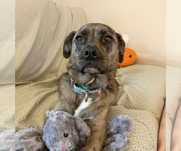 Medium Photo #2 Mutt Puppy For Sale in Minneapolis, MN, USA