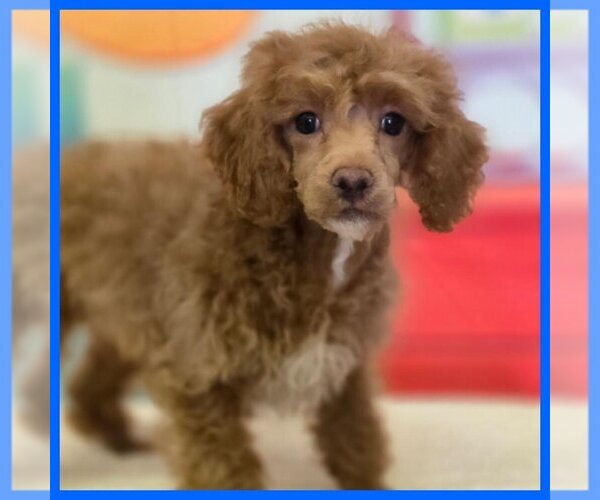 Medium Photo #1 Poodle (Toy) Puppy For Sale in TAYLOR, TX, USA