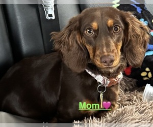 Mother of the Dachshund puppies born on 11/28/2025