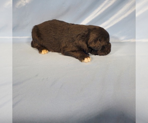 Medium Photo #70 Golden Mountain Dog Puppy For Sale in BLACK FOREST, CO, USA