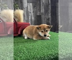 Small #1 Shiba Inu