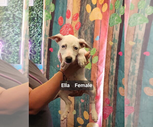 Medium Photo #1 American Pit Bull Terrier-Unknown Mix Puppy For Sale in Evansville, IN, USA