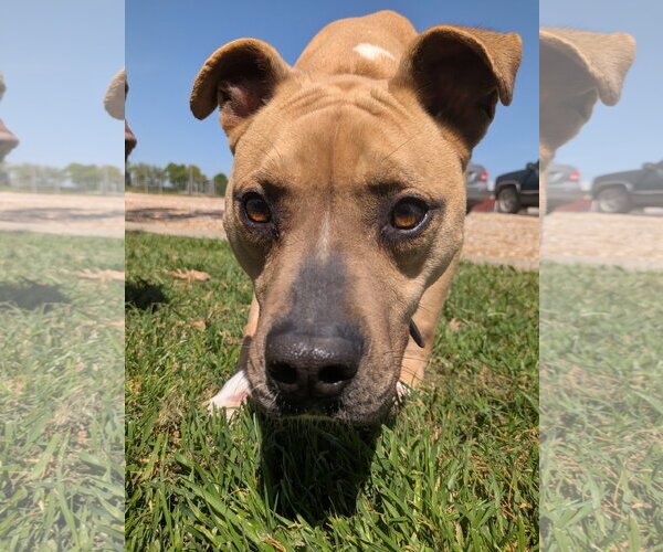 Medium Photo #5 Whippet Puppy For Sale in Denton, TX, USA