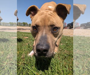 Darling - Female Whippet Dog for Adoption - Photo #5