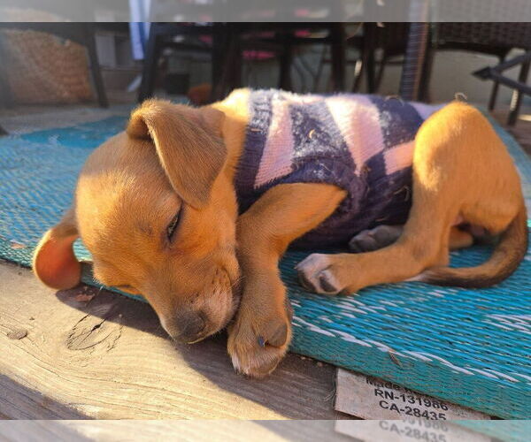 Medium Photo #3 Labrador Retriever-Unknown Mix Puppy For Sale in Lakewood, CO, USA