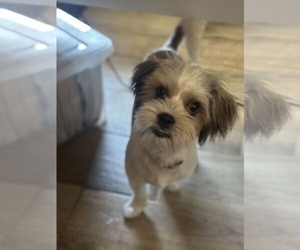 Medium Photo #2 Havanese-Unknown Mix Puppy For Sale in Banning, CA, USA