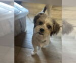 Small #1 Havanese Mix