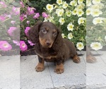 Small #4 Dachshund