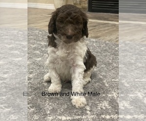 Labradoodle-Poodle (Standard) Mix Puppy for sale in AMARILLO, TX, USA