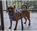 Small #3 Chihuahua Mix