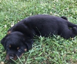 Rottweiler Puppy for sale in AMHERST, VA, USA