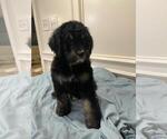 Small Photo #4 Bernedoodle Puppy For Sale in KATY, TX, USA