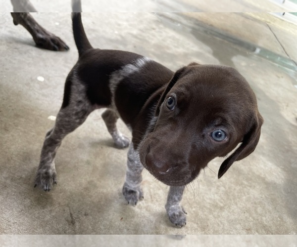 Medium Photo #3 German Shorthaired Pointer Puppy For Sale in RIVERSIDE, CA, USA