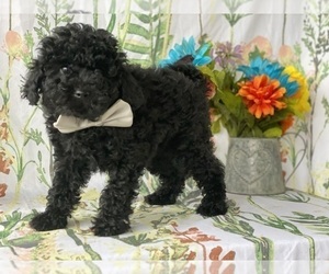 Poodle (Toy) Puppy for sale in LANCASTER, PA, USA