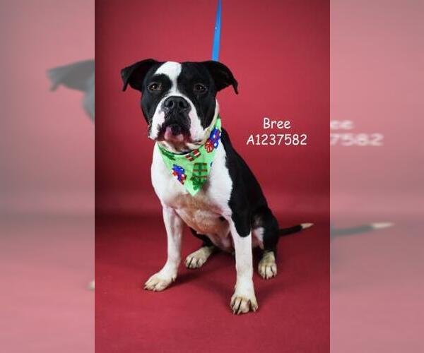 Medium Photo #1 Mutt Puppy For Sale in Bakersfield, CA, USA