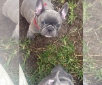 Small #2 French Bulldog