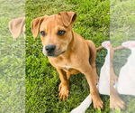 Small #1 American Pit Bull Terrier-Spaniel Mix