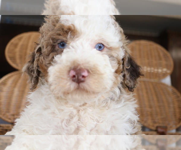 Medium Photo #1 Poodle (Miniature) Puppy For Sale in STAFFORD, VA, USA